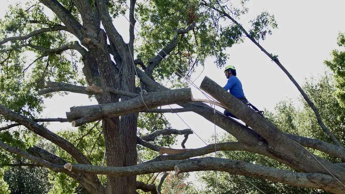 Professional Crown Thinning performed by certified arborists in Volin
