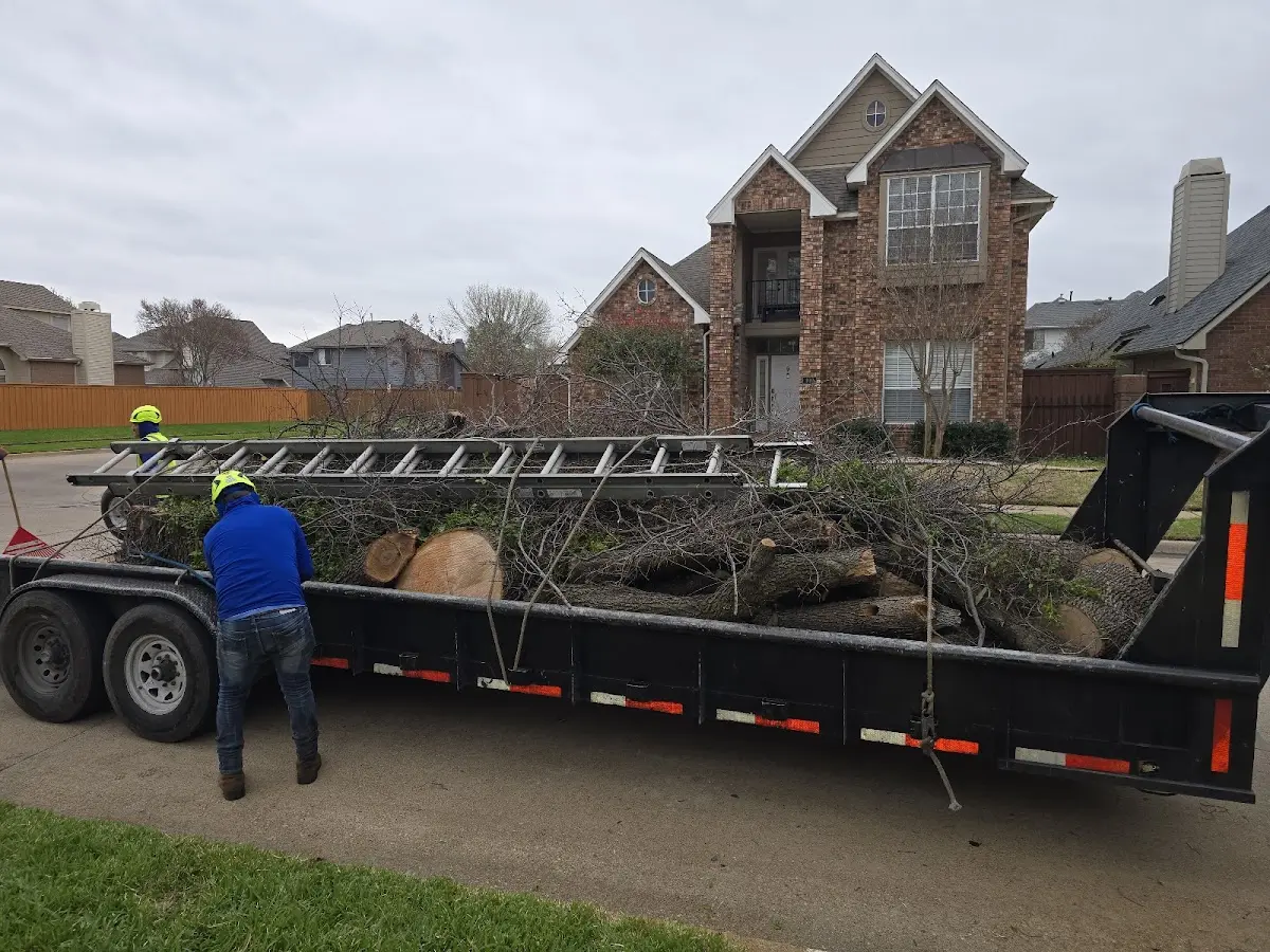 Expert Tree Removal with proper safety equipment in Volin